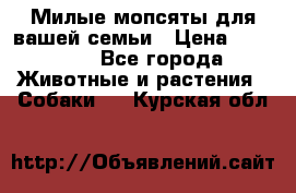 Милые мопсяты для вашей семьи › Цена ­ 20 000 - Все города Животные и растения » Собаки   . Курская обл.